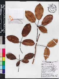 Handroanthus serratifolius image