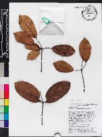 Handroanthus serratifolius image