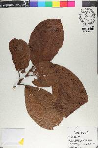 Coccoloba belizensis image