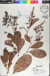 Curatella americana image