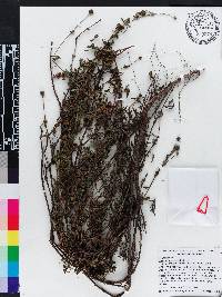 Spermacoce verticillata image