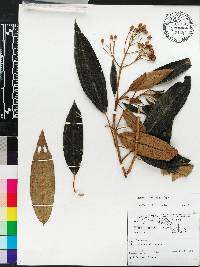 Miconia calycina image