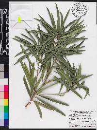 Podocarpus macrophyllus image