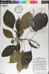 Oreopanax capitatus image