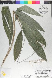 Pharus lappulaceus image