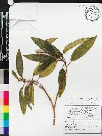 Miconia cubensis image