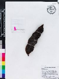 Mucuna urens image