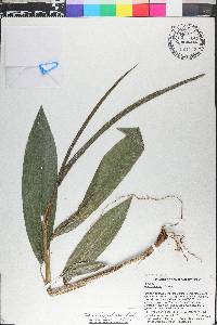 Pharus lappulaceus image