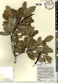 Tabebuia berteroi image