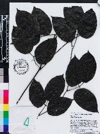 Mucuna urens image