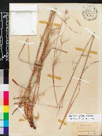 Andropogon arctatus image