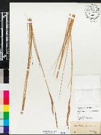 Spartina patens image