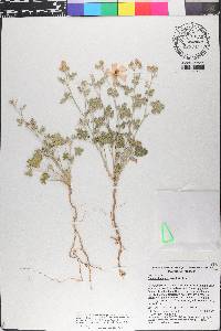 Sphaeralcea laxa image