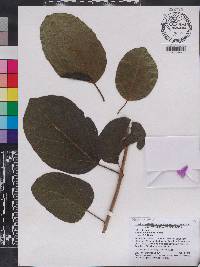 Cordia dichotoma image