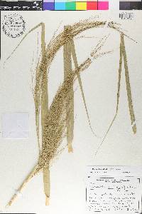 Phragmites karka image