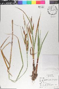 Carex amplifolia image