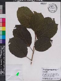 Cordia dichotoma image