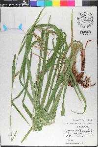 Carex crinita var. brevicrinis image