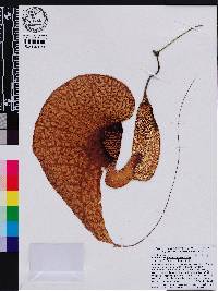 Aristolochia grandiflora image