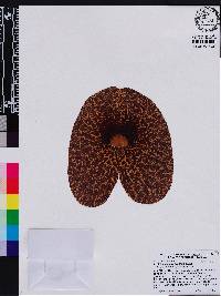 Aristolochia gigantea image