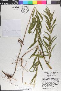 Solidago leavenworthii image