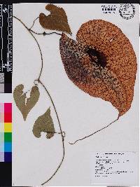 Aristolochia grandiflora image