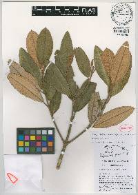 Miconia cineana image