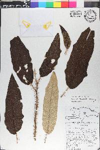 Solanum orthacanthum image