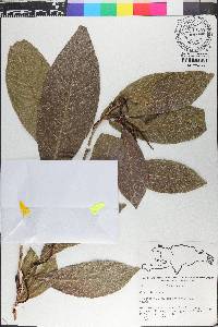 Coccoloba venosa image