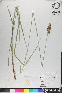 Carex oklahomensis image