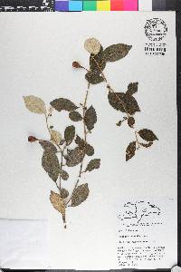 Solanum crotonoides image