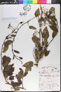 Solanum pyrifolium image