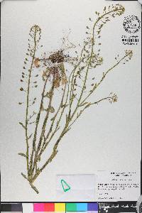 Thlaspi alliaceum image