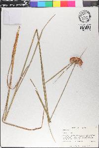 Eriophorum virginicum image