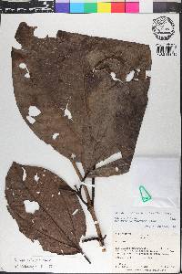 Bellucia pentamera image