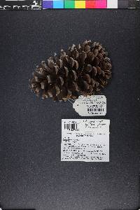 Pinus palustris image