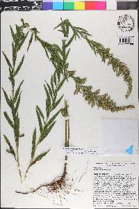 Solidago leavenworthii image