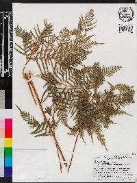 Pteridium aquilinum subsp. pseudocaudatum image