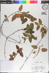 Rubus lippaianus image