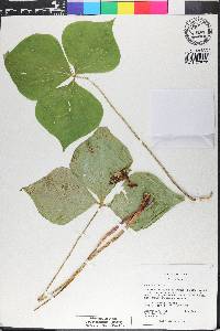 Trillium erectum image