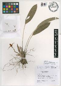 Maxillaria chionantha image