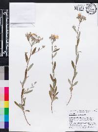 Crocanthemum corymbosum image