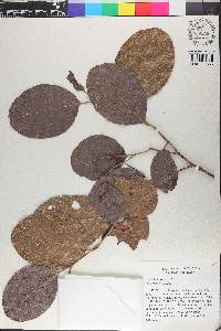 Coccoloba swartzii image
