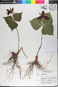 Trillium erectum image
