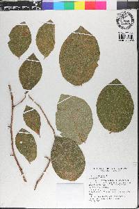 Coccoloba tenuifolia image