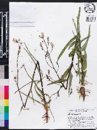 Lactuca graminifolia image