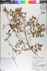 Vaccinium fuscatum image