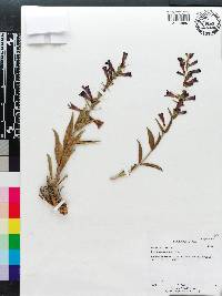 Penstemon fremontii image