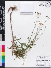 Palafoxia integrifolia image