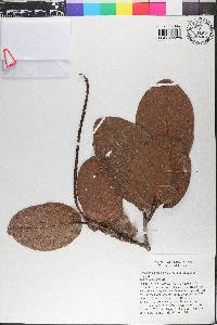 Coccoloba swartzii image